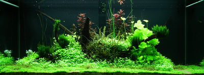 Layout 97 (300 L)