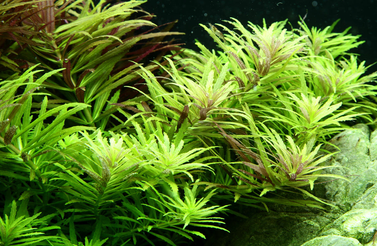 Layout 100 (100 L)