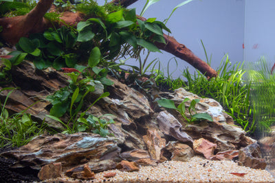 Layout 115 (35 L)