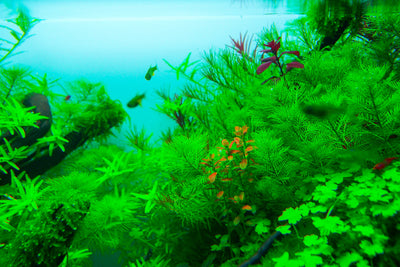 Layout 121 (180 L)