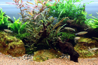 Layout 7 (270 L)