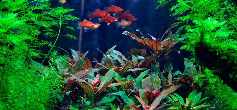 Layout 8 (225 L)