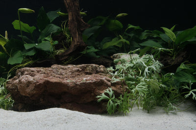 Layout 27 (350 L)