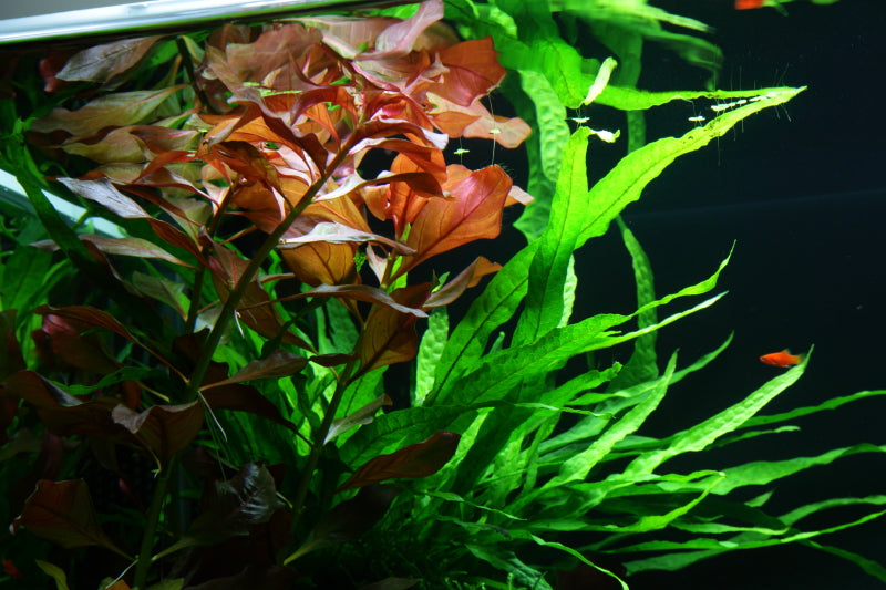 Layout 47 (100 L)