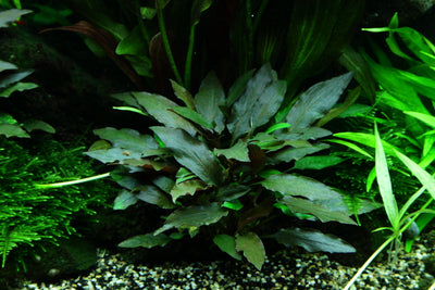 Layout 48 (300 L)