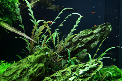 Layout 50 (300 L)