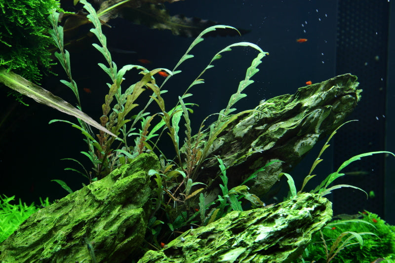 Layout 50 (300 L)