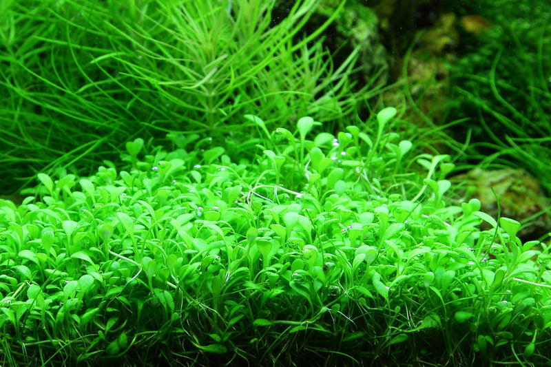 Layout 51 (100 L)