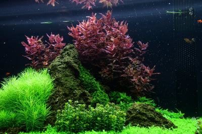 Layout 53 (225 L)