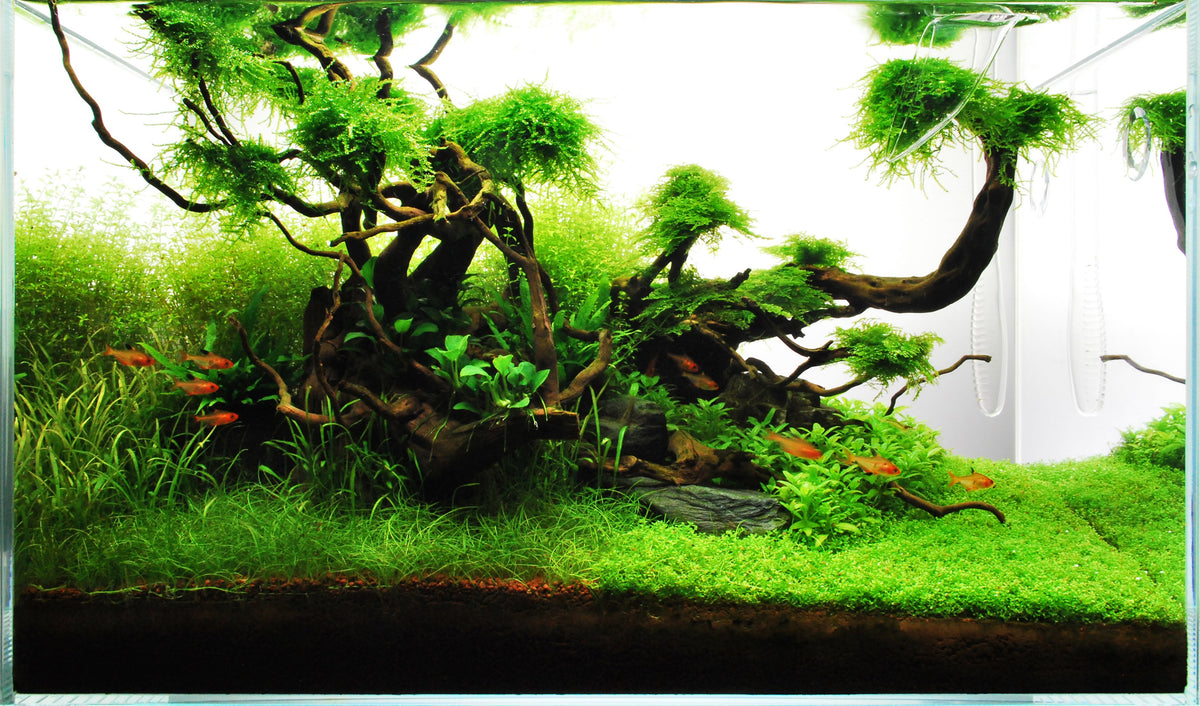 Layout 71 (60 L)