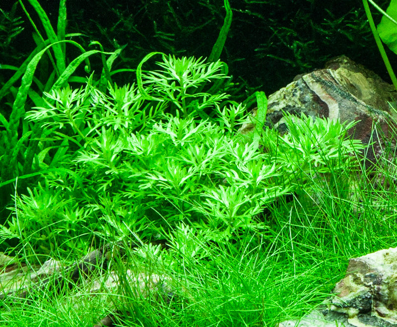 Layout 74 (100 L)