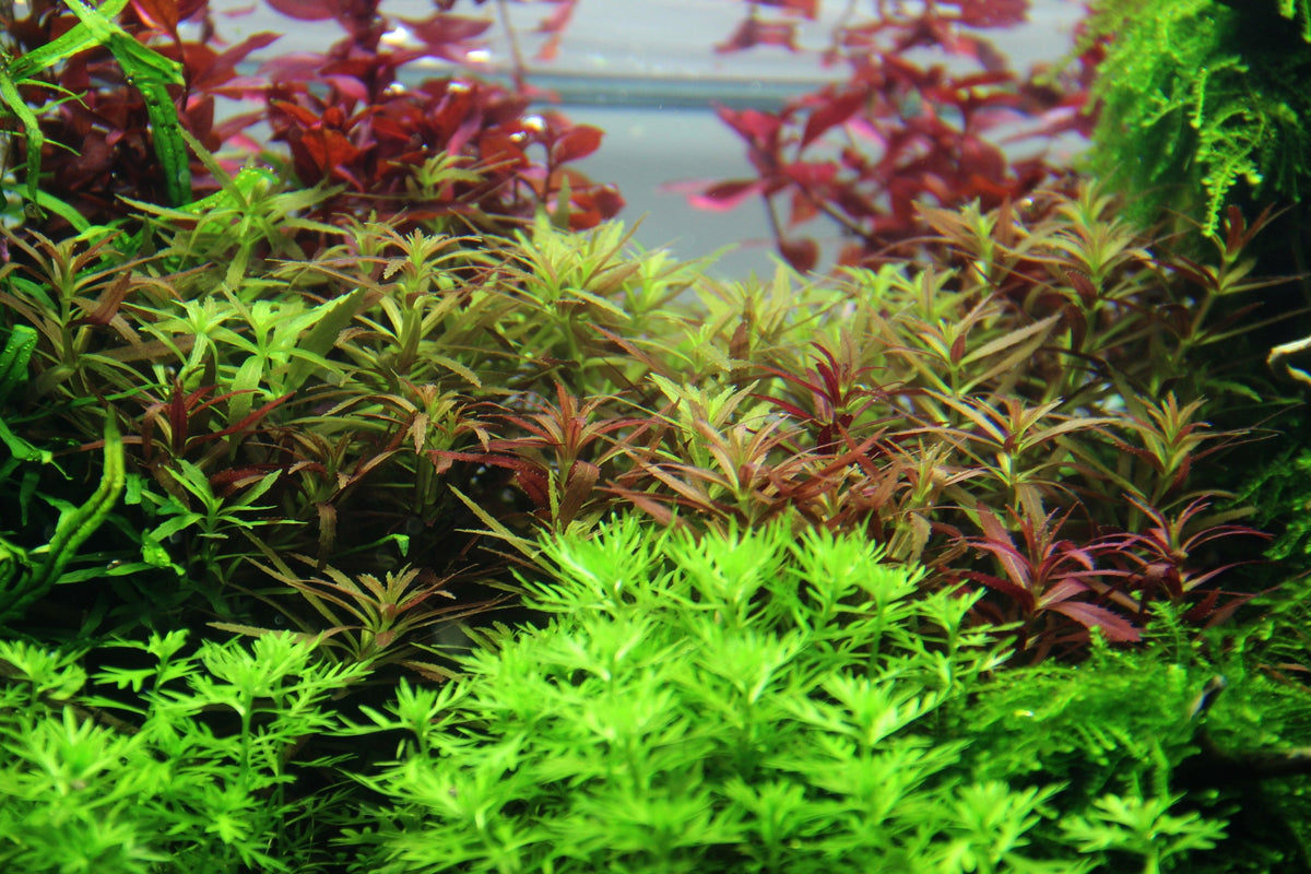 Layout 83 (100 L)