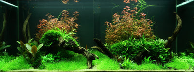 Layout 95 (300 L)