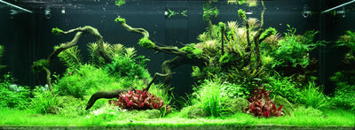 Layout 96 (300 L)