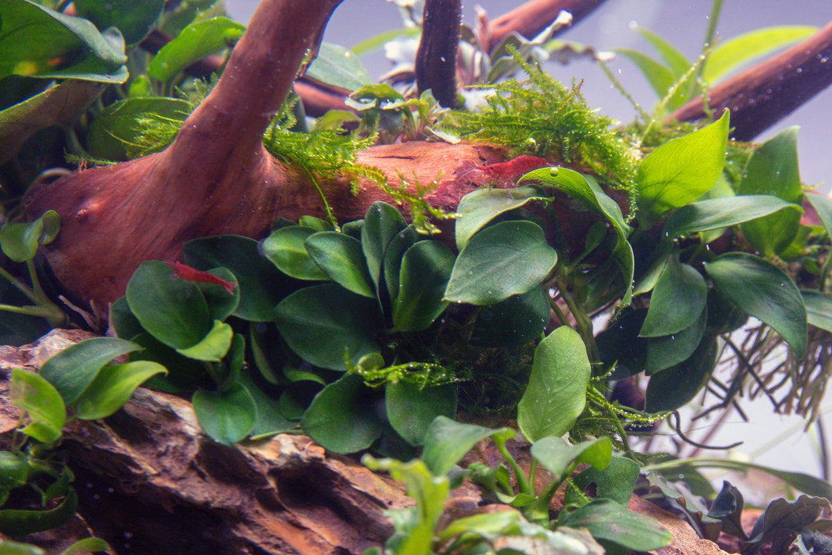 Layout 115 (35 L)