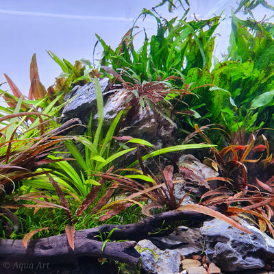 Layout 120 (70 L)