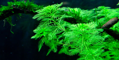 Layout 8 (225 L)