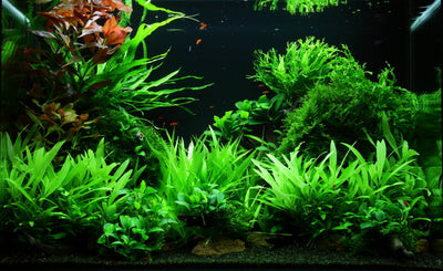 Layout 47 (100 L)