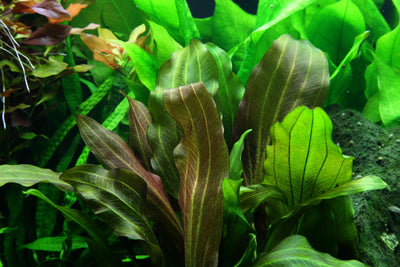 Layout 48 (300 L)