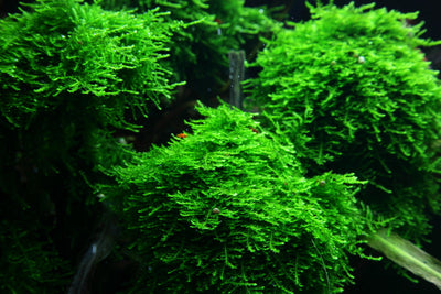 Layout 50 (300 L)