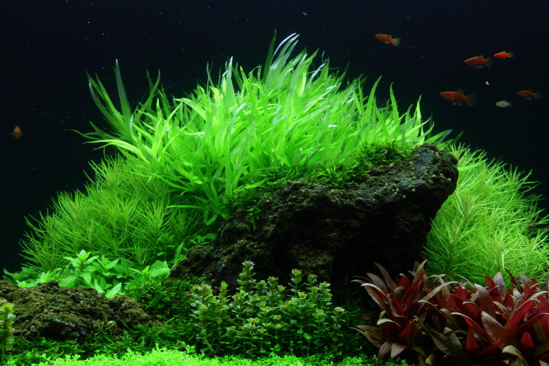 Layout 53 (225 L)
