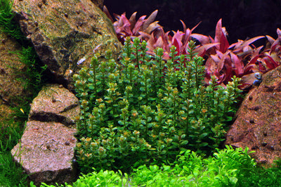 Layout 54 (270 L)