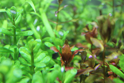 Layout 85 (83 L)
