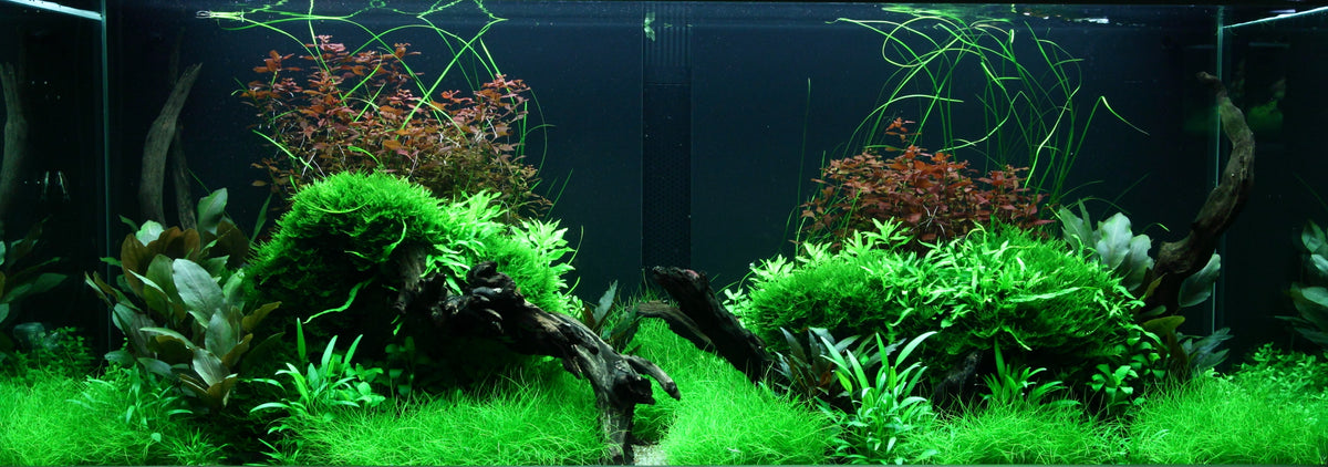 Layout 95 (300 L)