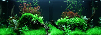 Layout 95 (300 L)
