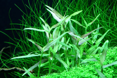 Layout 99 (100 L)