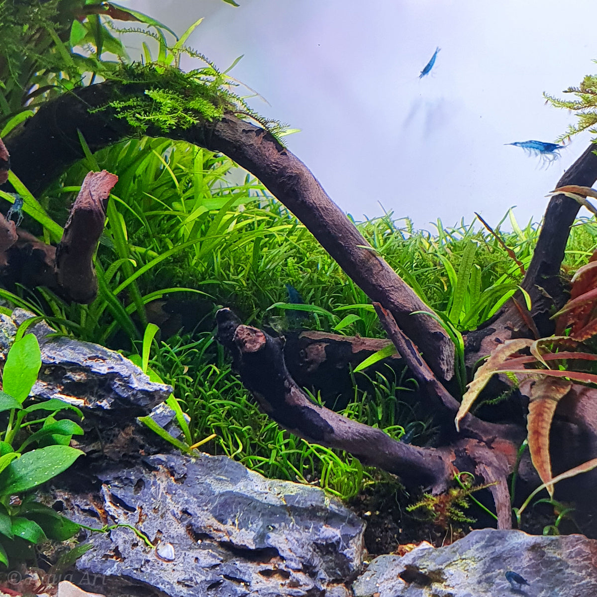 Layout 120 (70 L)