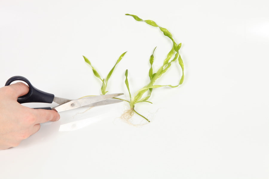 Trimming