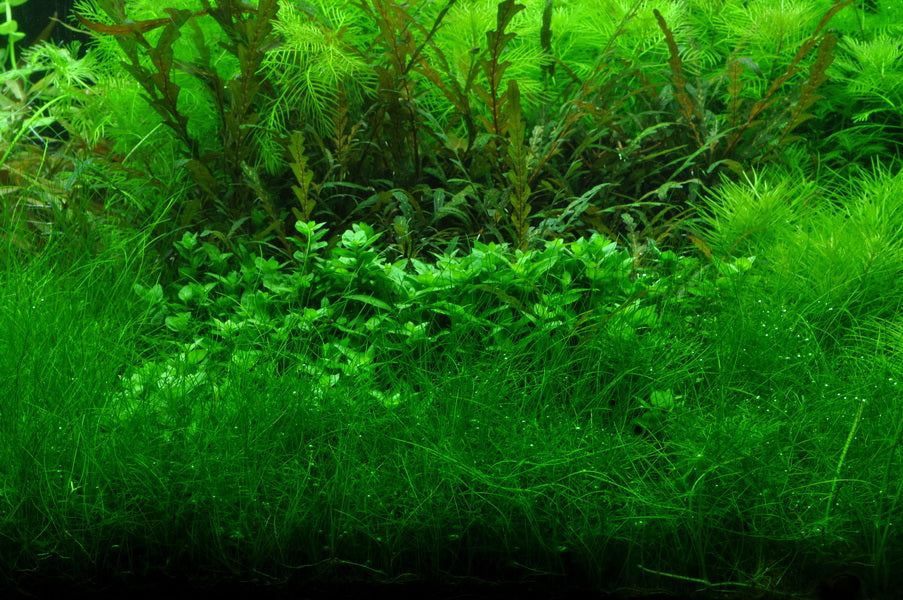 Trimming