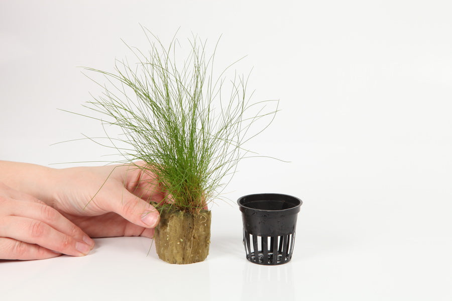 Planting