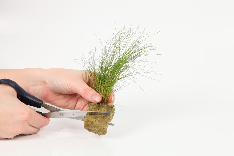 Planting