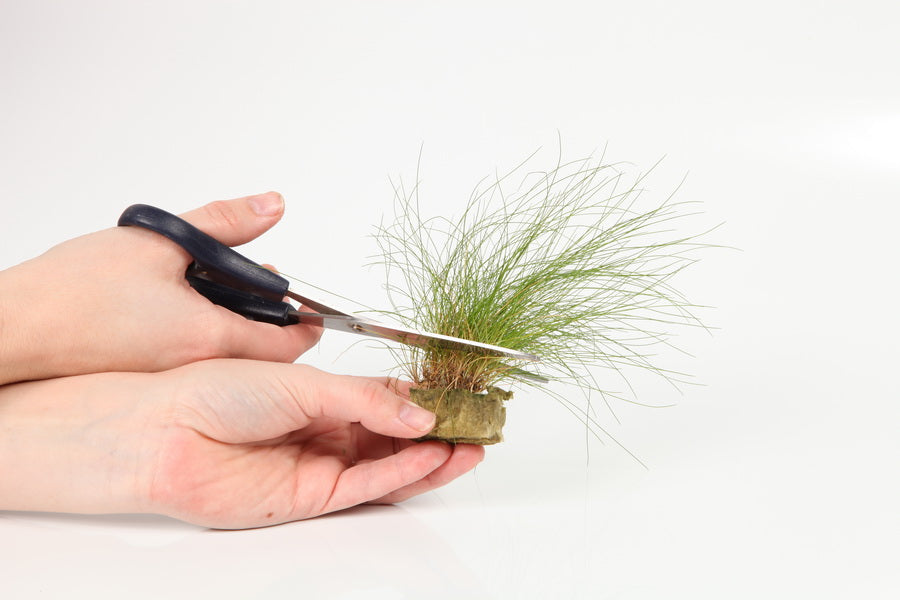 Planting