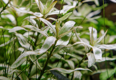 Hygrophila polysperma 'White'
