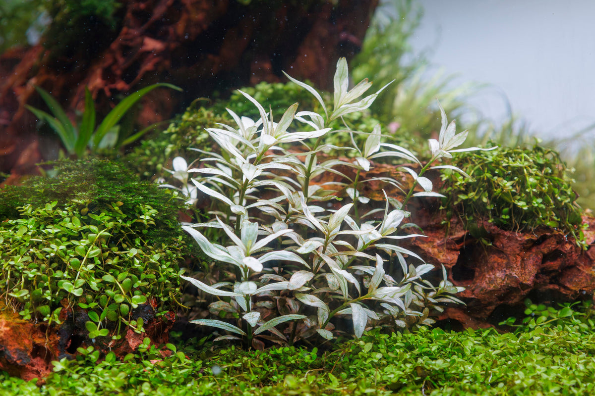 Hygrophila polysperma 'White'