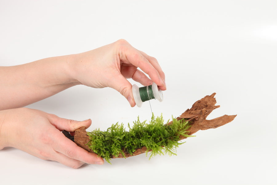 Planting