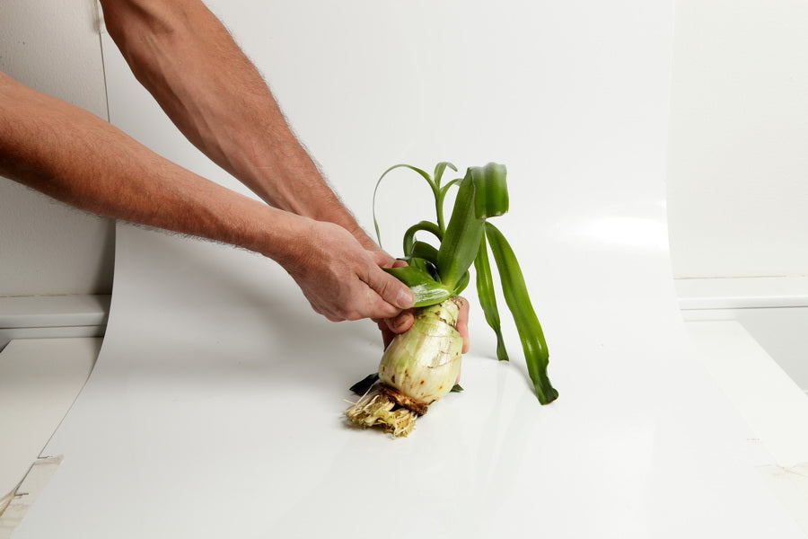 Planting