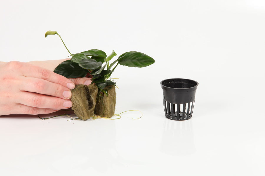 Planting