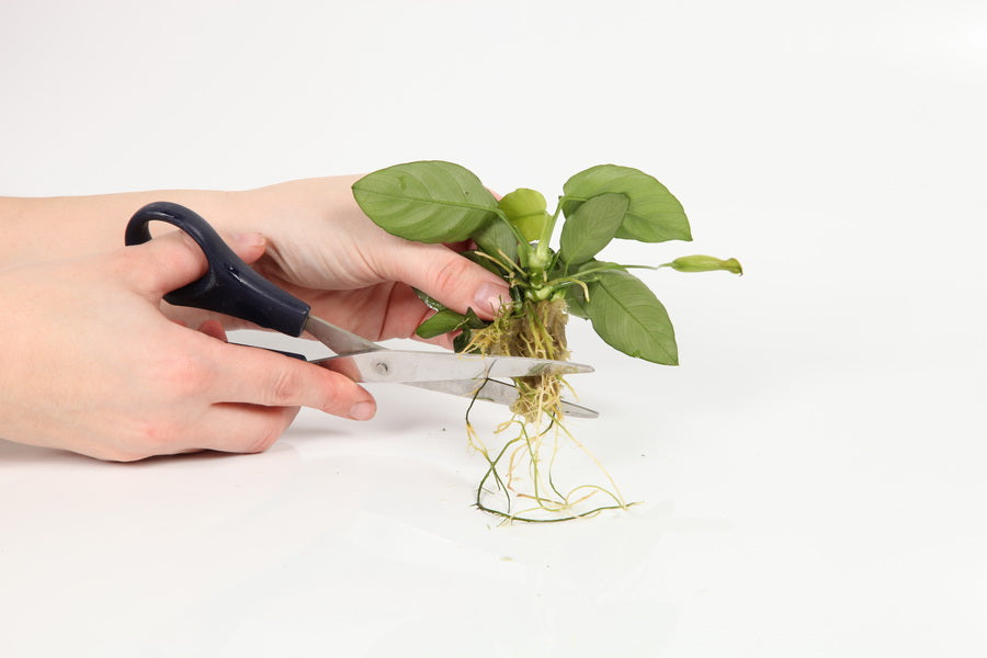 Planting
