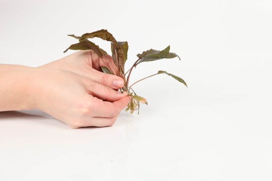 Planting
