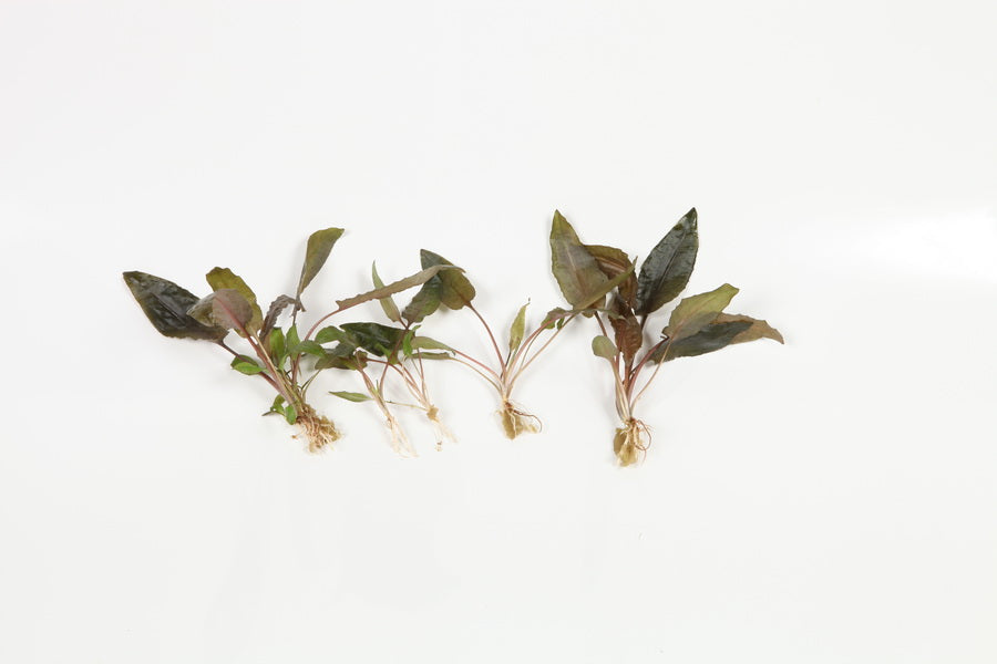 Planting