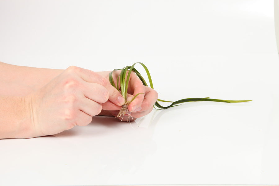 Planting