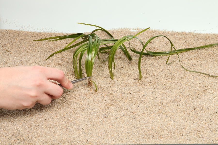 Planting