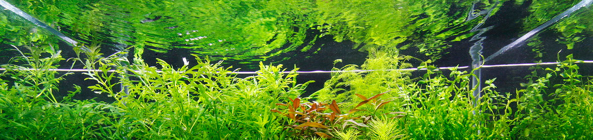 Water circulation