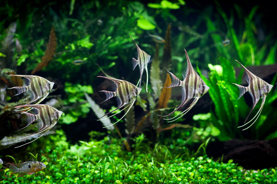 Få succes med dit akvarium