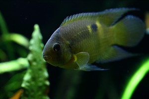 Få succes med dit akvarium
